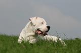 DOGUE ARGENTIN 410